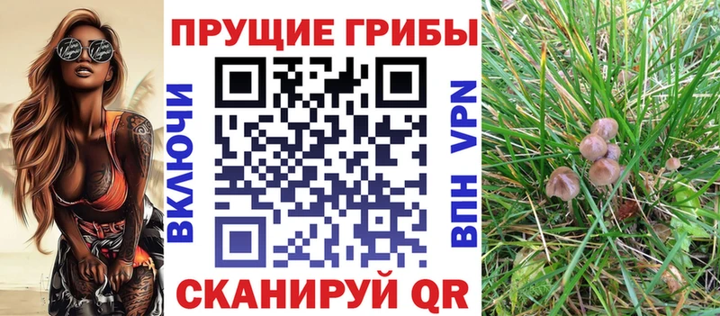 хочу наркоту  Буйнакск  Псилоцибиновые грибы Psilocybe 